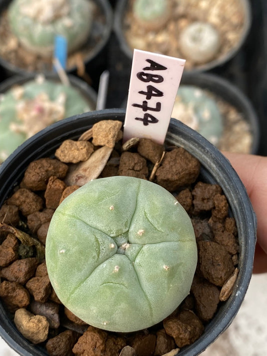 Lophophora williamsii size 4-5 cm ownroot #lophophorawilliamsii