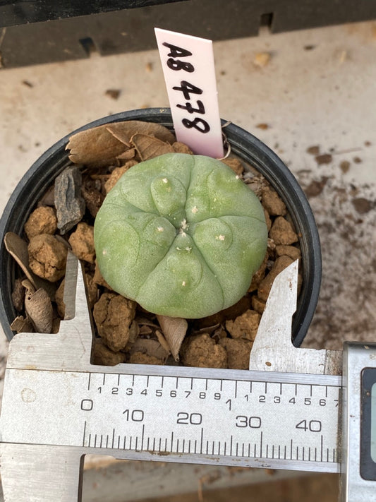 Lophophora williamsii size 4-5 cm ownroot #lophophorawilliamsii