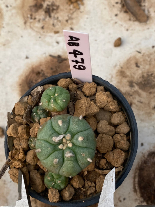 Lophophora williamsii size 4-5 cm ownroot #lophophorawilliamsii
