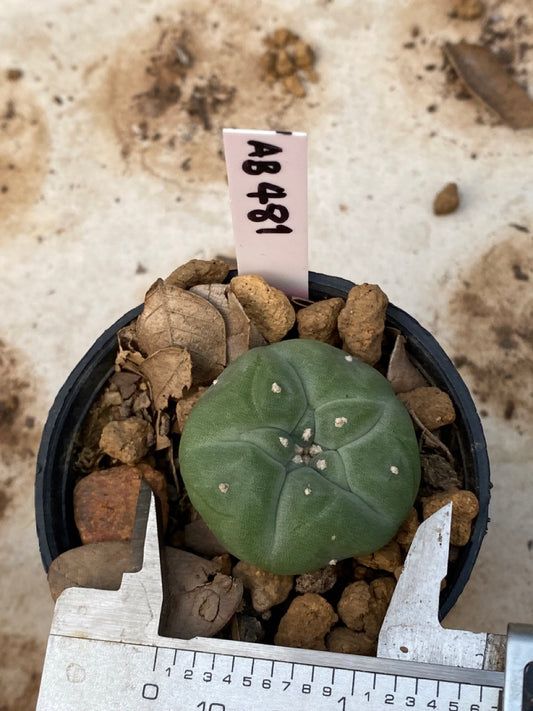 Lophophora williamsii size 4-5 cm ownroot #lophophorawilliamsii