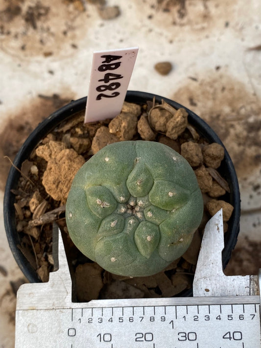 Lophophora williamsii size 4-5 cm ownroot #lophophorawilliamsii