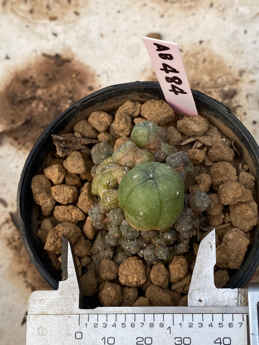 Lophophora williamsii size 4-5 cm ownroot #lophophorawilliamsii