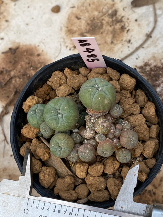 Lophophora williamsii size 4-5 cm ownroot #lophophorawilliamsii