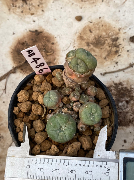 Lophophora williamsii size 4-5 cm ownroot #lophophorawilliamsii