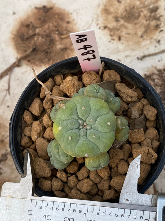 Lophophora williamsii size 4-5 cm ownroot #lophophorawilliamsii