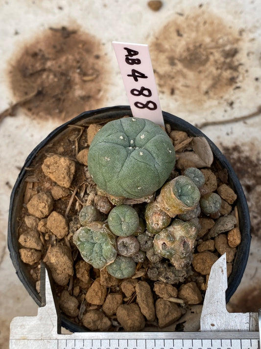 Lophophora williamsii size 4-5 cm ownroot #lophophorawilliamsii