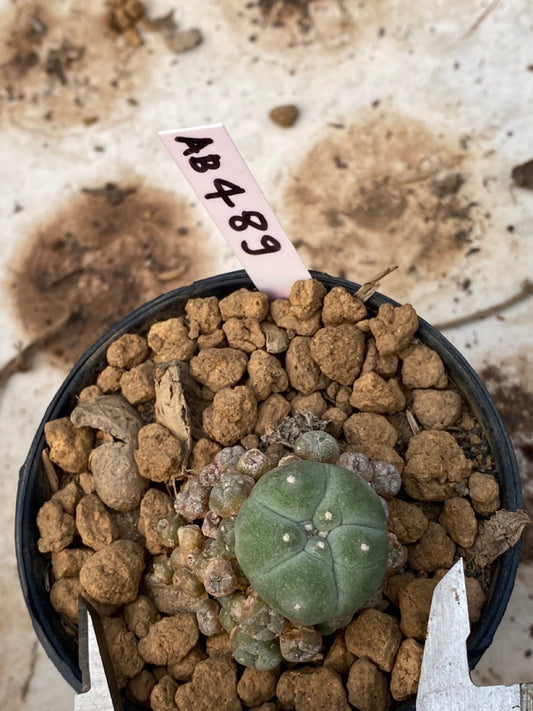 Lophophora williamsii size 4-5 cm ownroot #lophophorawilliamsii