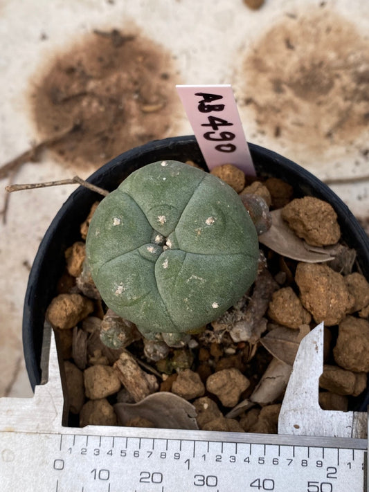 Lophophora williamsii size 4-5 cm ownroot #lophophorawilliamsii