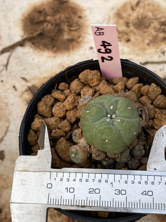 Lophophora williamsii size 4-5 cm ownroot #lophophorawilliamsii