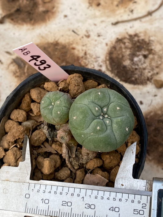 Lophophora williamsii size 4-5 cm ownroot #lophophorawilliamsii