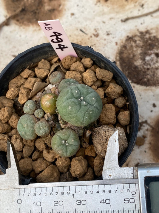 Lophophora williamsii size 4-5 cm ownroot #lophophorawilliamsii