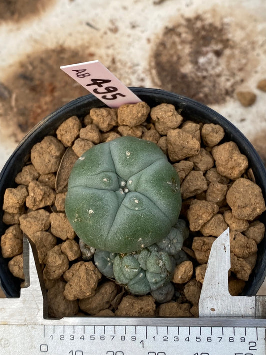 Lophophora williamsii size 4-5 cm ownroot #lophophorawilliamsii