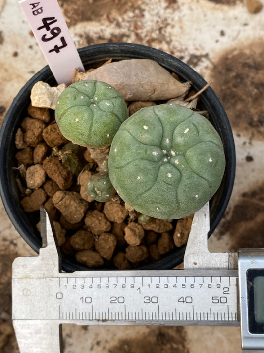 Lophophora williamsii size 4-5 cm ownroot #lophophorawilliamsii