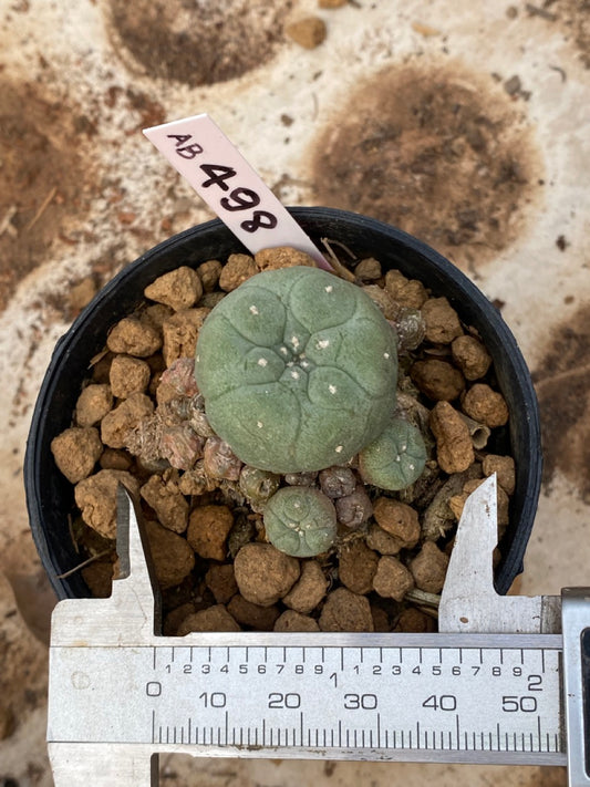 Lophophora williamsii size 4-5 cm ownroot #lophophorawilliamsii