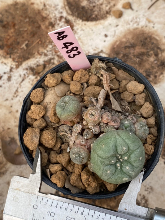 Lophophora williamsii size 4-5 cm ownroot #lophophorawilliamsii