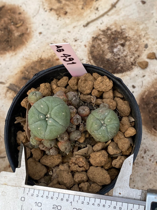 Lophophora williamsii size 4-5 cm ownroot #lophophorawilliamsii