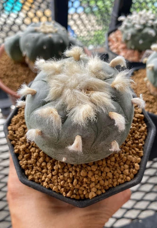 Lophophora williamsii size 5-6 cm own root grow from seed