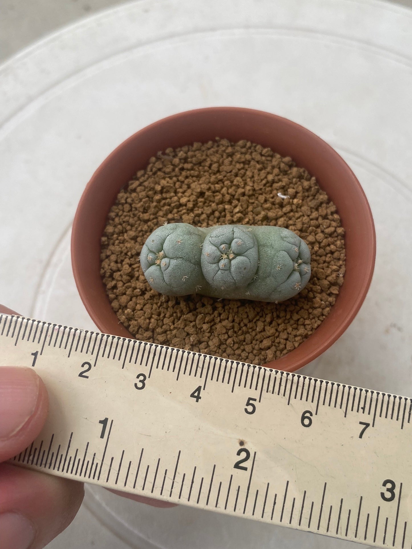 Lophophora Fricii Triples size 3-4 cm own root