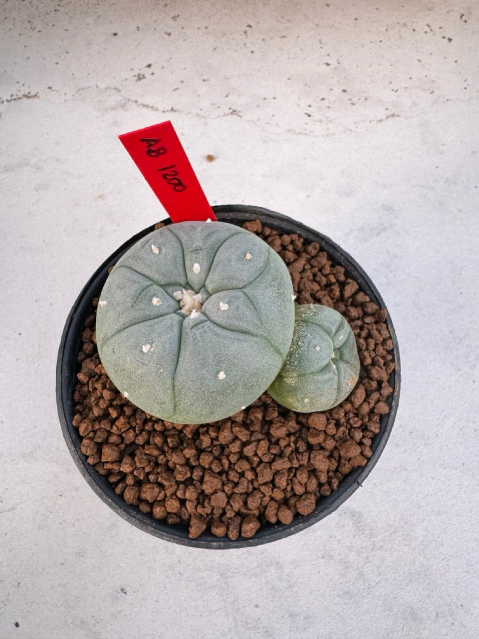 Lophophora Williamsii Twin size 4-5 cm own root