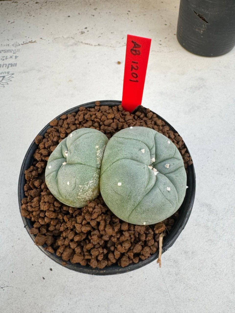 Lophophora Williamsii Twin size 4-5 cm own root