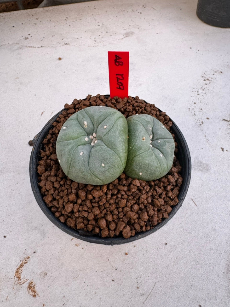 Lophophora Williamsii Twin size 4-5 cm own root grow from seed