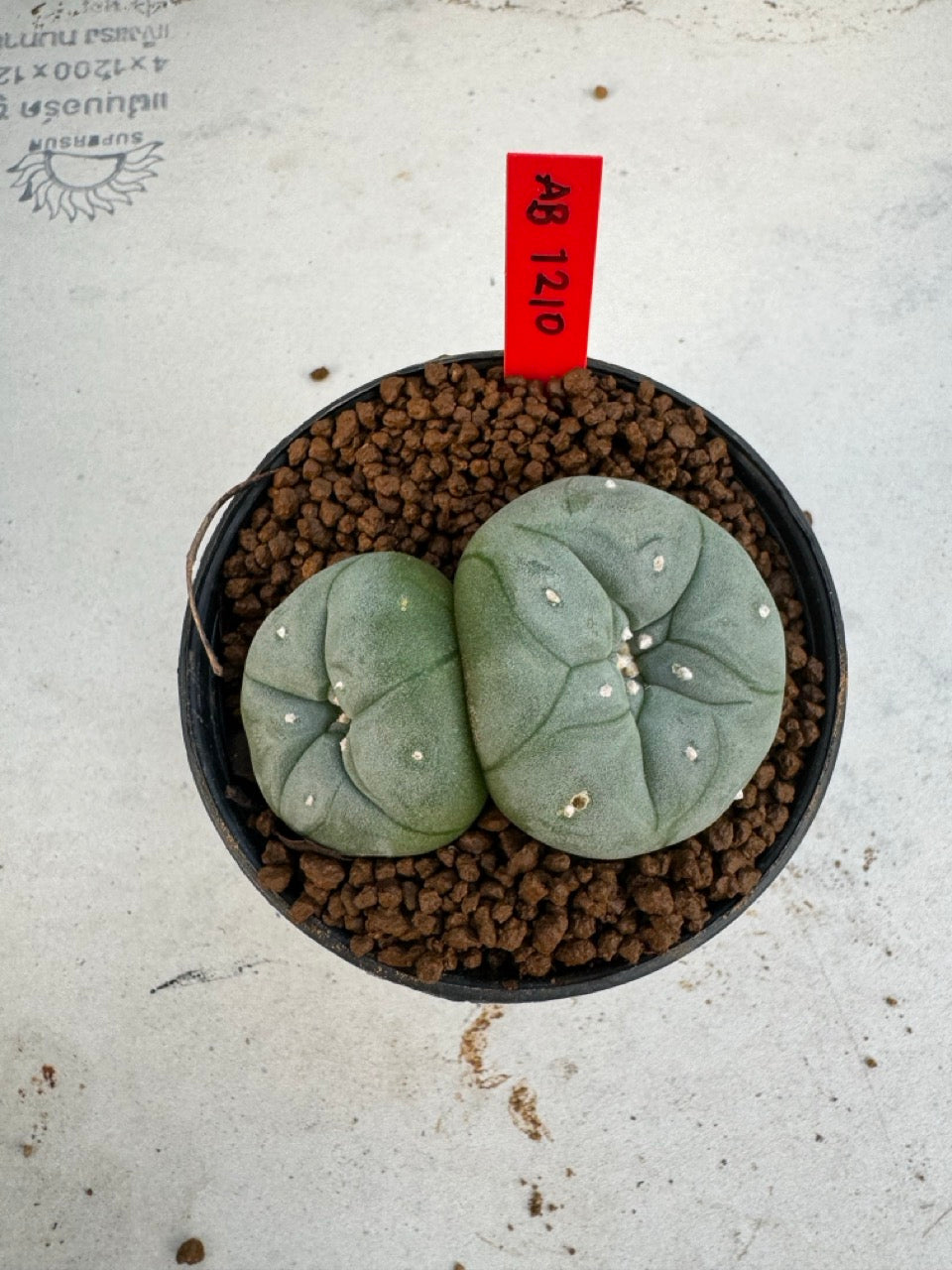 Lophophora Williamsii Twin size 4-5 cm own root grow from seed