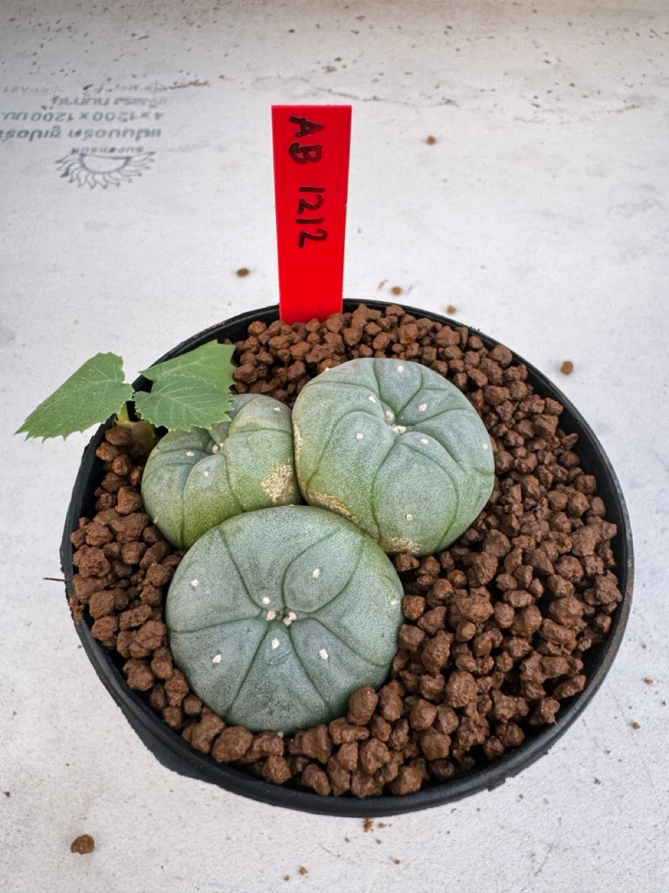 Lophophora Williamsii Triple heads size 4-5 cm own root grow from seed