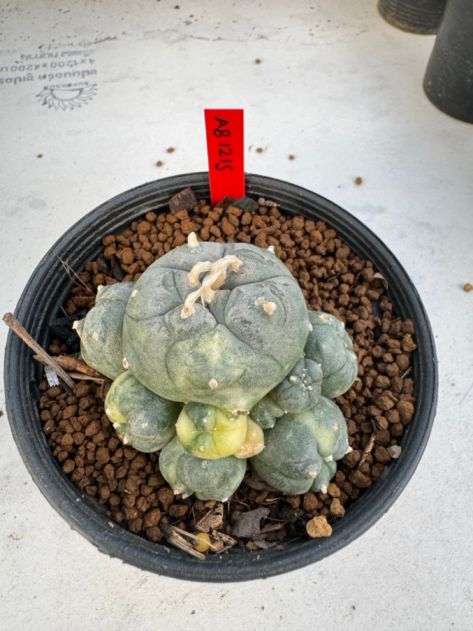 Lophophora Williamsii Variegate size 5-6 cm own root