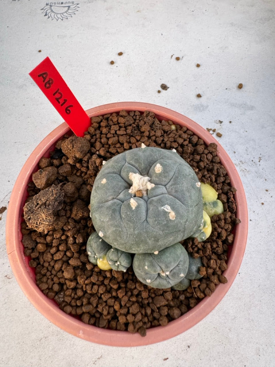 Lophophora Williamsii Variegate size 5-6 cm own root