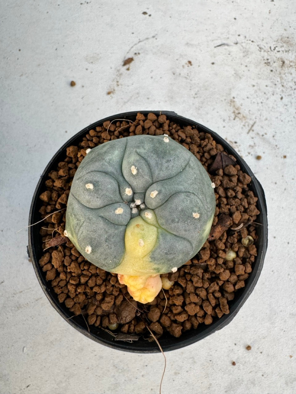 Lophophora Williamsii Variegate size 5-6 cm own root
