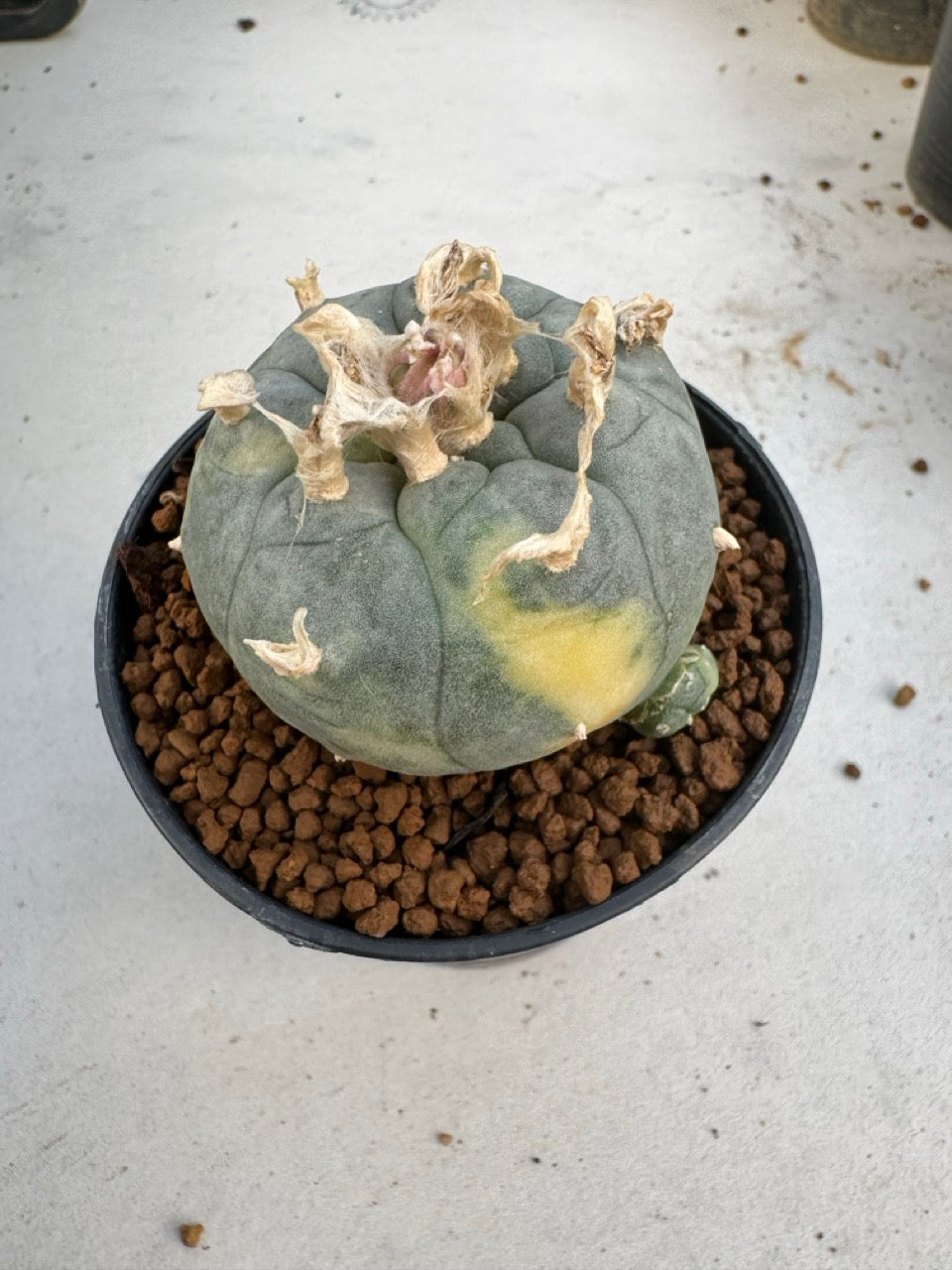 Lophophora Williamsii Variegate size 5-6 cm own root