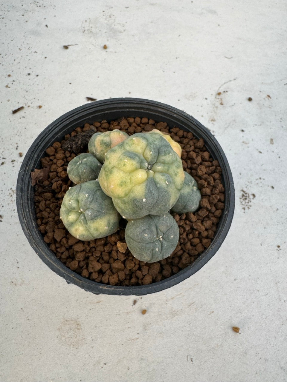 Lophophora Williamsii Variegate size 5-6 cm own root