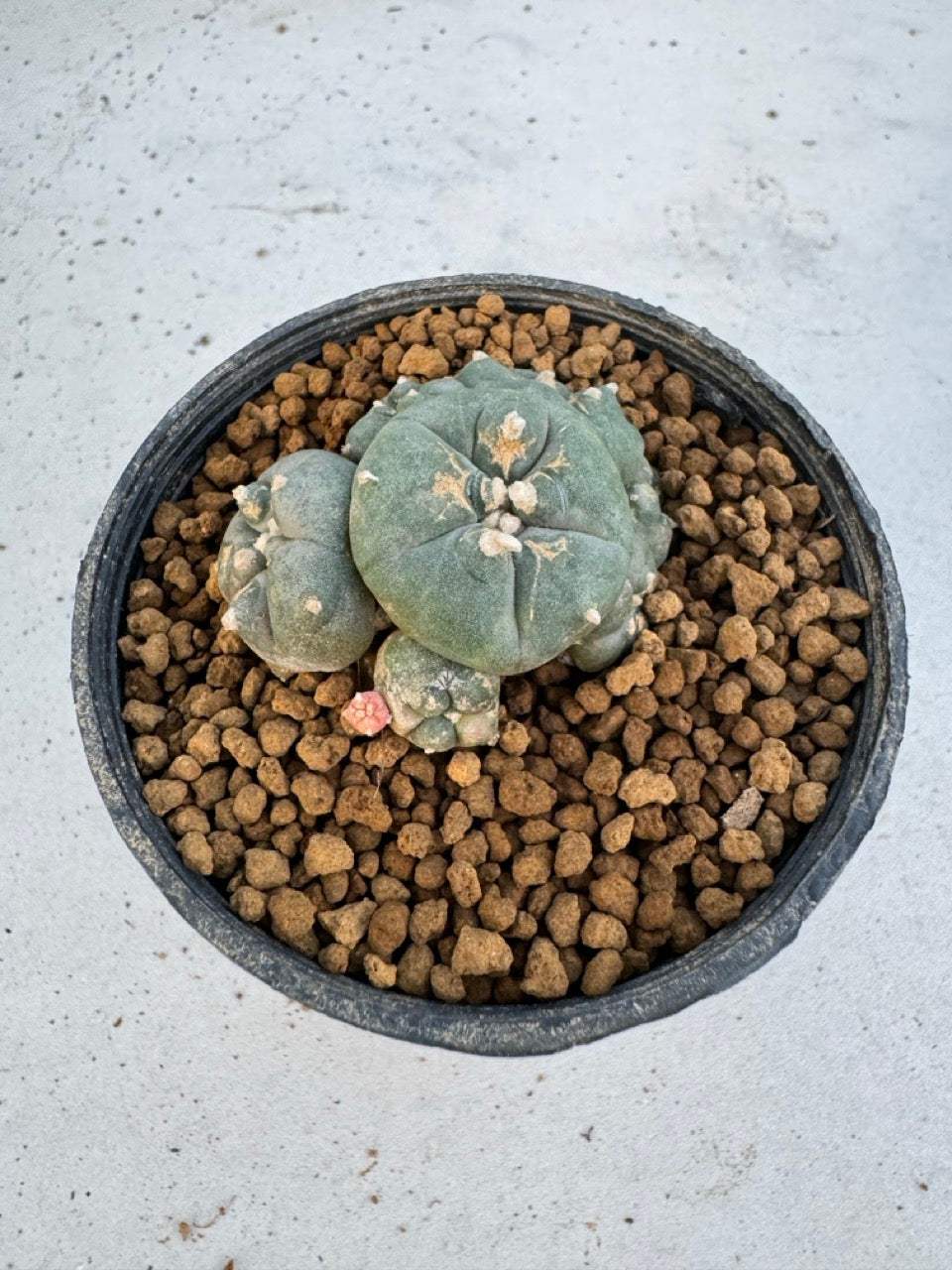 Lophophora Williamsii Variegate size 5-6 cm own root
