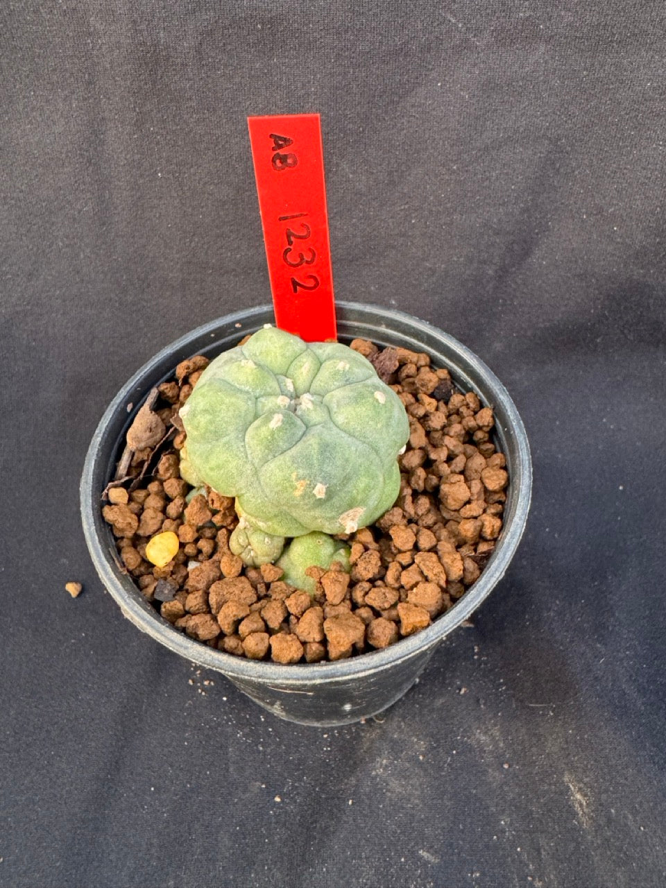 Lophophora Williamsii Variegate size 5-6 cm own root