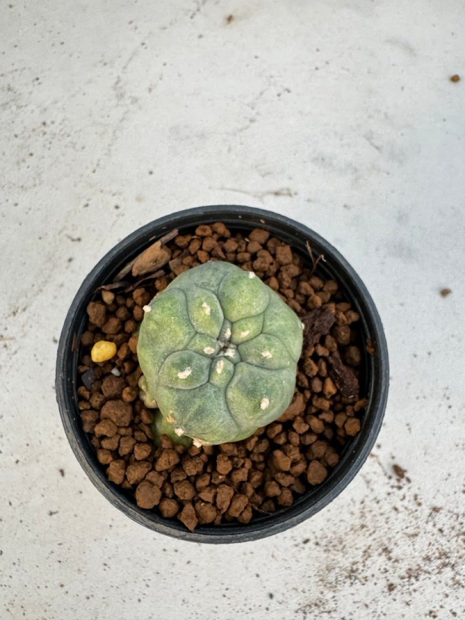 Lophophora Williamsii Variegate size 5-6 cm own root