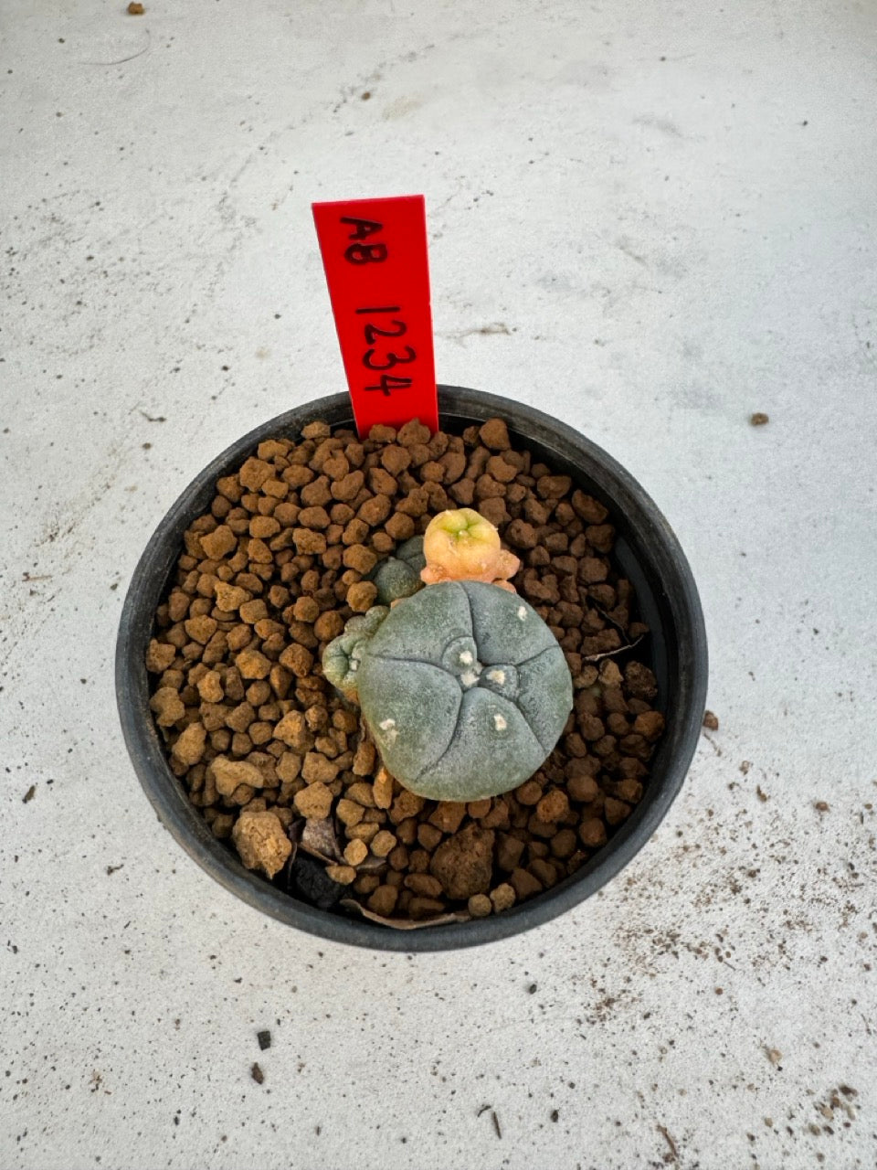 Lophophora Williamsii Variegate size 5-6 cm own root