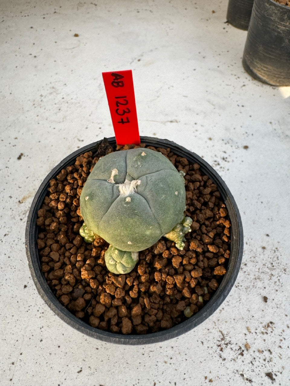Lophophora Williamsii size 5-6 cm own root