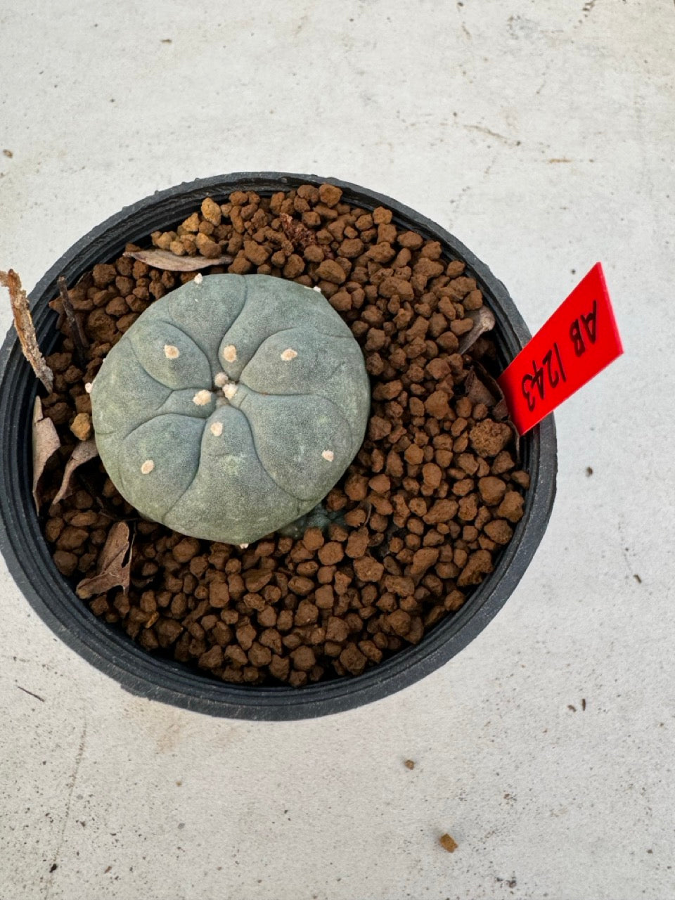 Lophophora Williamsii size 5-6 cm own root