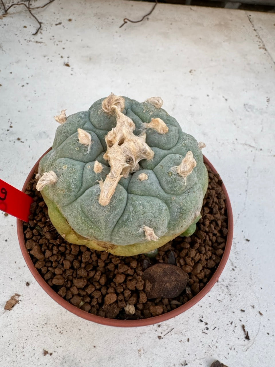 Lophophora Williamsii size 5-6 cm own root