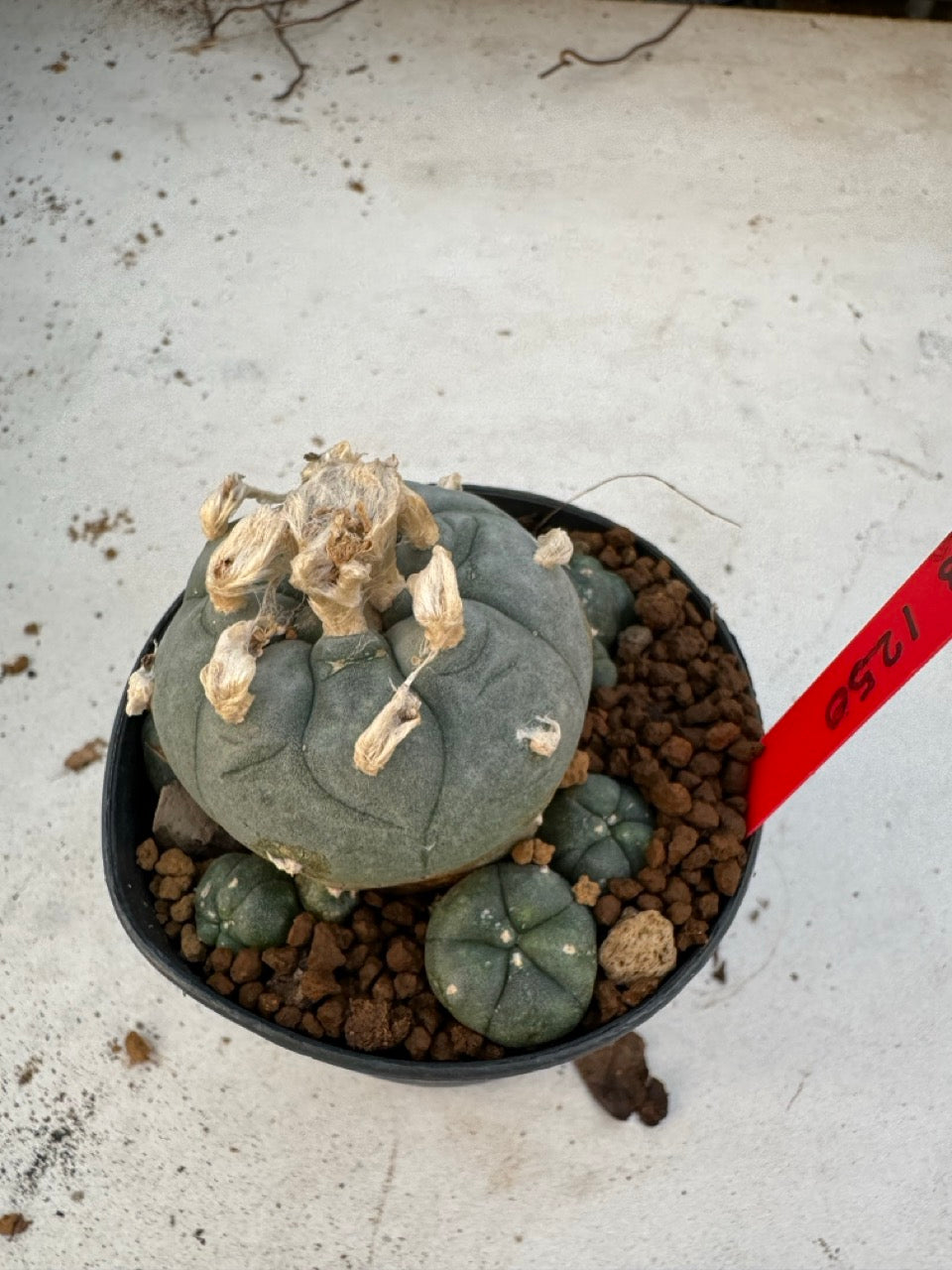 Lophophora Williamsii size 5-6 cm own root