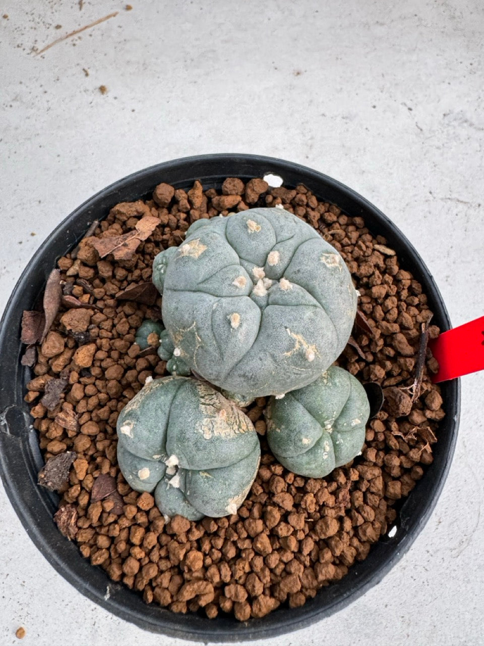 Lophophora Williamsii size 5-6 cm own root
