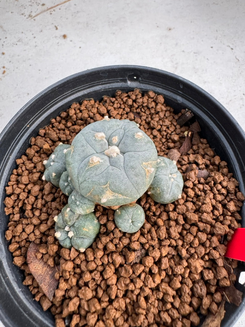 Lophophora Williamsii size 5-6 cm own root
