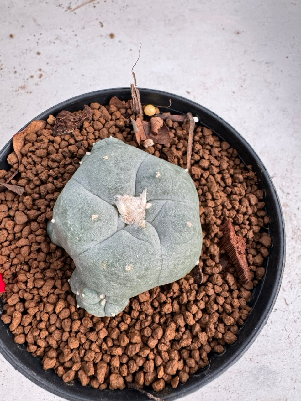 Lophophora Williamsii size 5-6 cm own root