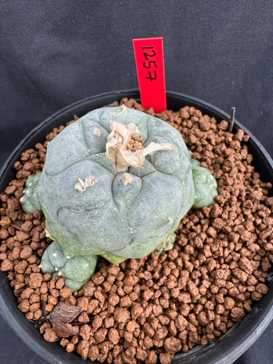 Lophophora Williamsii size 5-6 cm own root