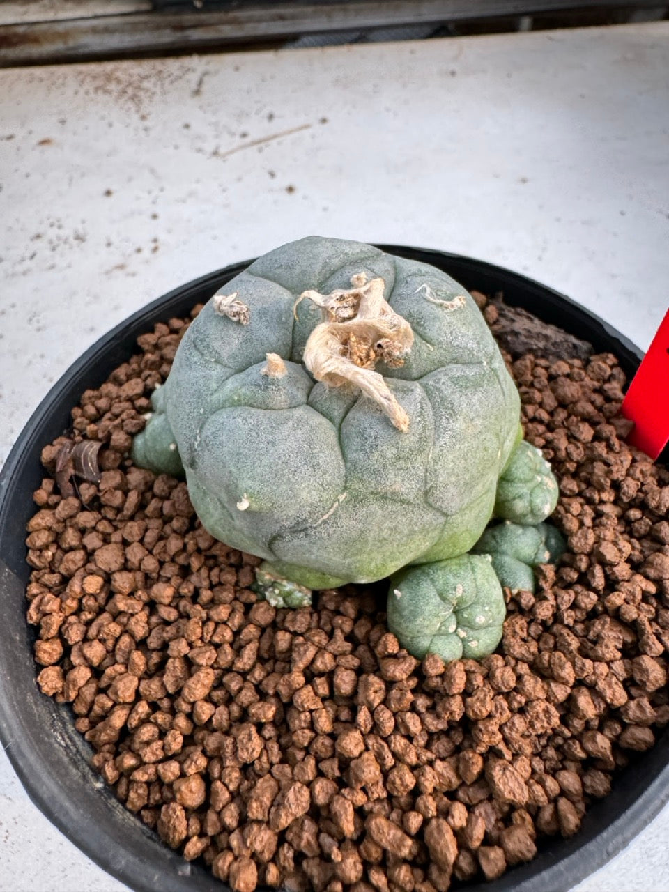 Lophophora Williamsii size 5-6 cm own root