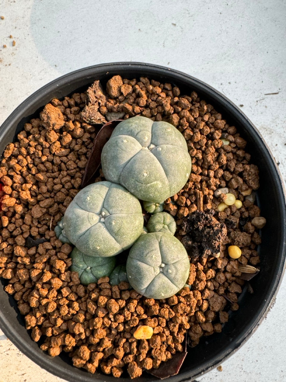 Lophophora Williamsii size 5-6 cm own root