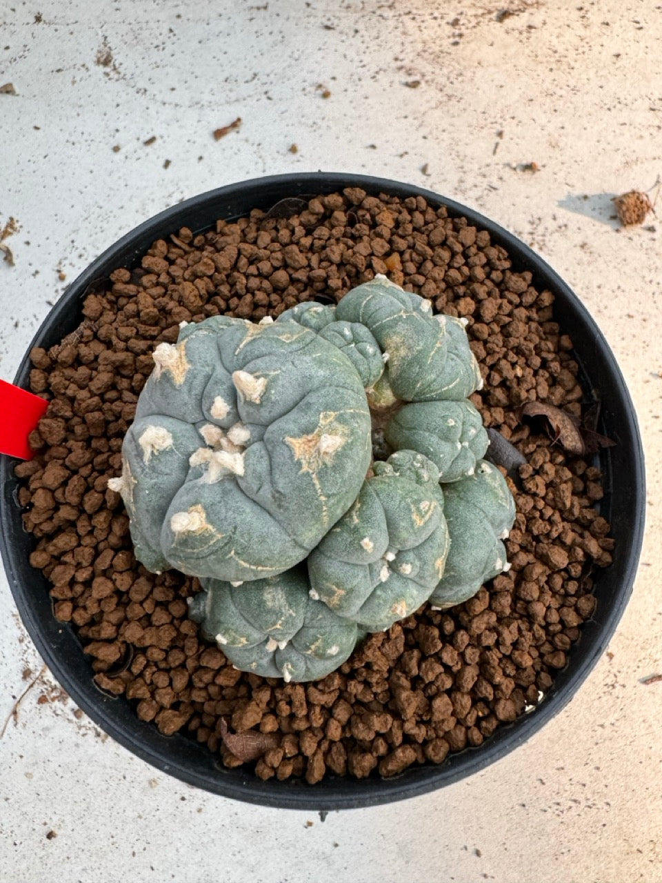 Lophophora Williamsii size 5-6 cm own root