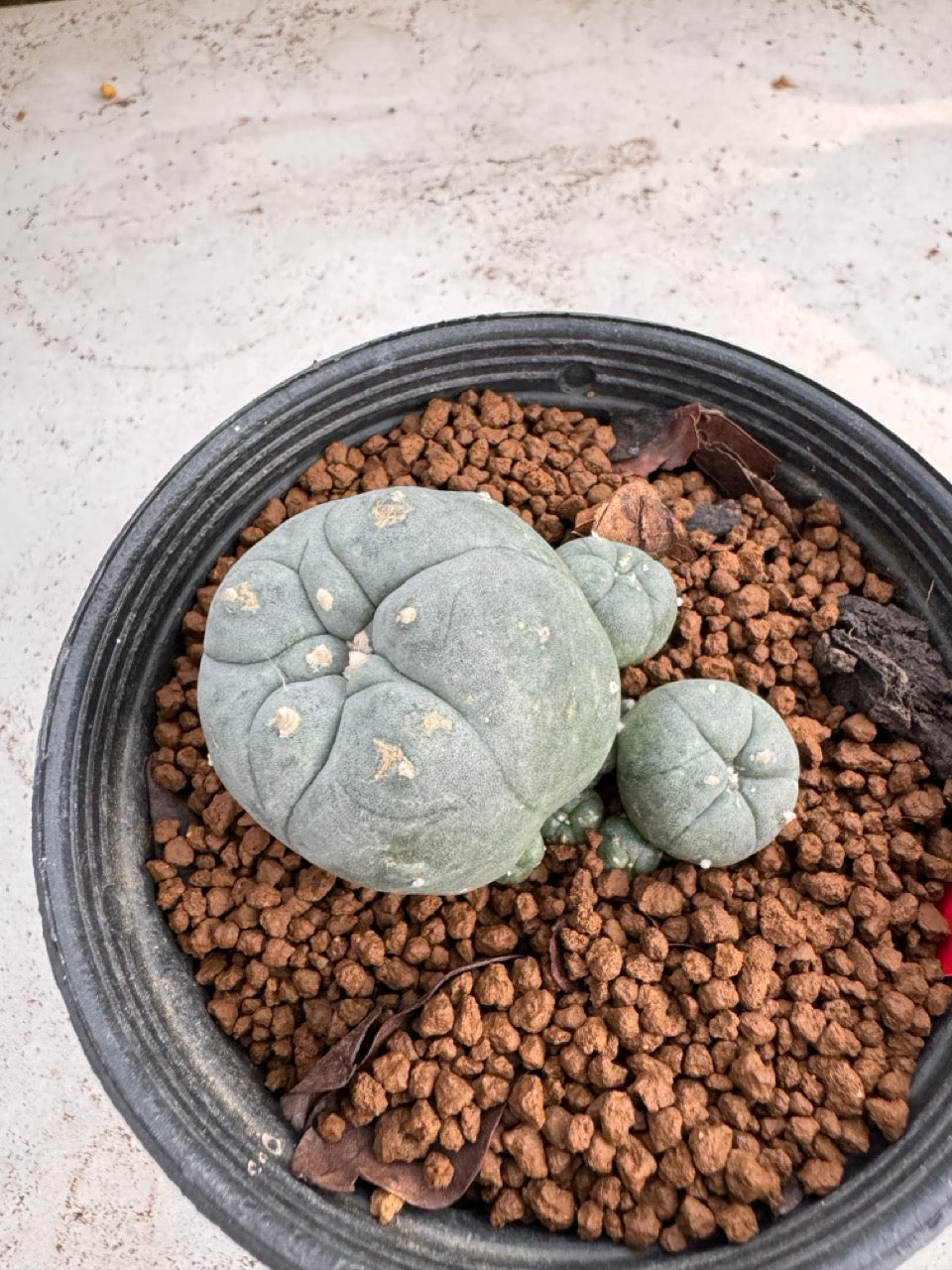 Lophophora Williamsii size 5-6 cm own root