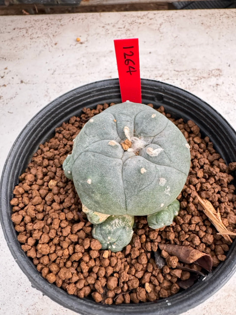 Lophophora Williamsii size 5-6 cm own root