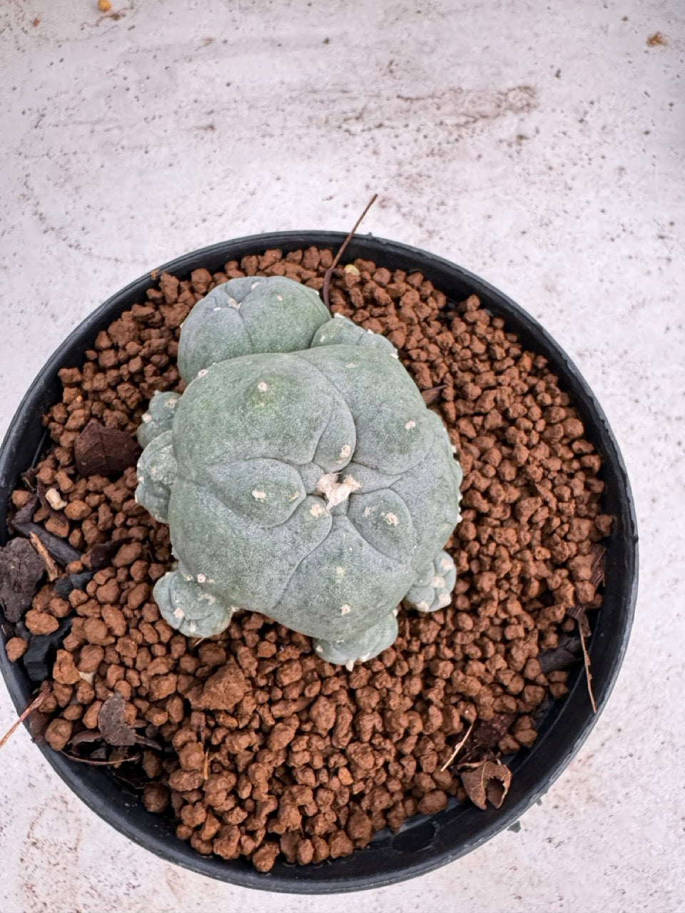 Lophophora Williamsii size 5-6 cm own root